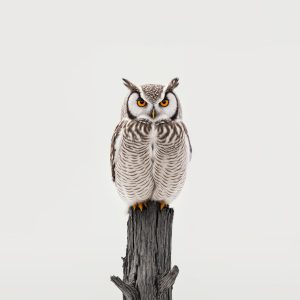 an owl sitting on top of a tree stump